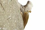 Huge Otodus Shark Tooth Fossil in Rock - Morocco #257668-2